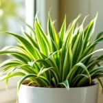 שיטה טבעית ואפקטיבית להצלת צמחי עכביש מיובשים ללא צורך בדשן או העברה לעציץ, לשמור על הצמחים שלכם בריאים וחיים לאורך זמן.