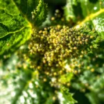 אזהרה דחופה לכל בעל גינה: הפסיקו מייד את הפעולה המסוכנת הזו שיכולה להזיק לצמחים שלכם ולבריאות הגינה. קראו עכשיו לפרטים חשובים ושמרו על הגינה פורחת ובטוחה.