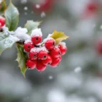 גלה איך הפרי החורפי המיוחד הזה מושך את הציפורים האדומות לגינתך ומשדרג את חוויית התבוננות הציפורים שלך.