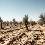 גלה מי הוא הקורבן האמיתי במאבק על מיסוי חקלאי - האם זה המפונה או הפנסיונר שנפגע מהמיסים הכבדים? כוורן חושף את האמת מאחורי הסיפור.