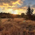 גלה איך להשתמש בטריק הקיטור היעיל והטבעי שלנו שמפשיר ומסיר לכלוך מהתנור בלי שפשוף וכימיקלים!