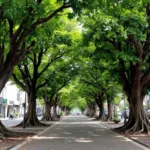 גלה כיצד מומחה מסביר את התהליך שבו גזעי עצים מחזירים חיים לרחובות המים ומשפרים את האקולוגיה העירונית.